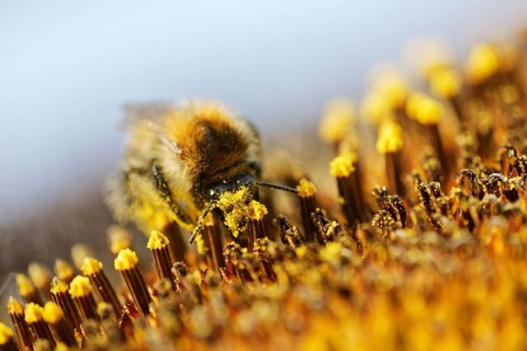 Common Carder-bee (Bombus pascuorum) on sunflower (Helianthus annuus)