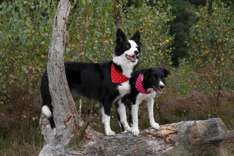 Border Collies