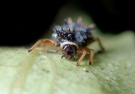 Asian lady beetle (Harmonia axyridis)