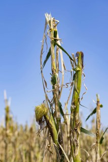 Maize (Zea mays) plants in a field with hail damage after a heavy storm
