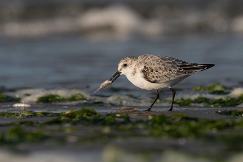 Sanderling (Calidris alba)