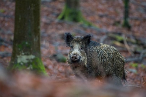 Wild Boar (Sus scrofa)