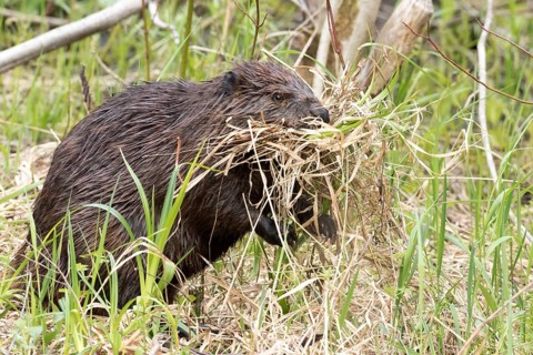 North American beaver (Castor canadensis)