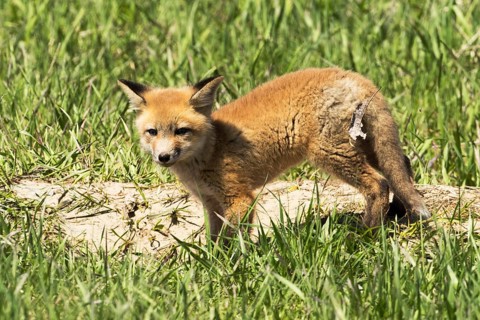 Red fox (Vulpes vulpes)