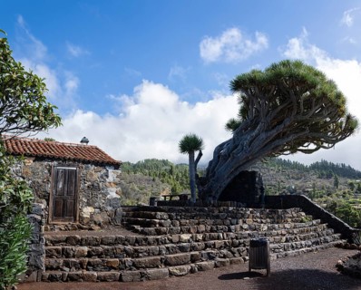 Canary Islands dragon tree (Dracaena draco) El Roque