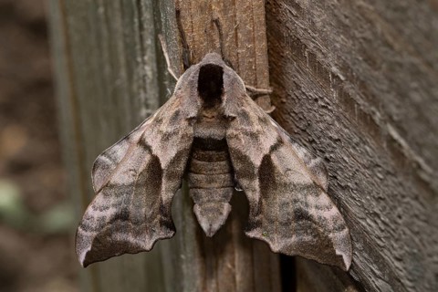 Eyed hawk-moth (Smerinthus ocellata)