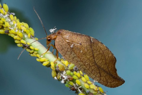 Drepanepteryx phalaenoide (Drepanepteryx phalaenoides)