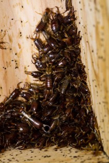 Common (Forficula auricularia) earwig