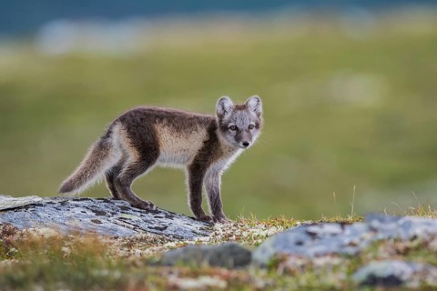 Arctic fox (Vulpes lagopus)