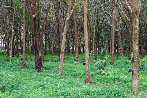 Extraction of natural rubber