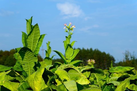 Tobacco
