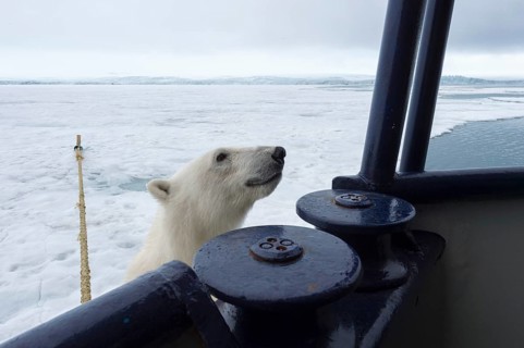 Polar bear (Ursus maritimus) trying to board the expedition ship