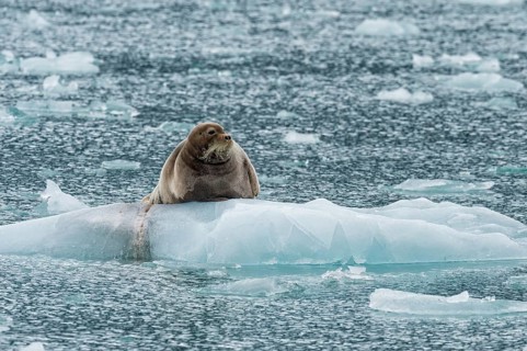 Bearded seal (Erignathus barbatus) on pack ice