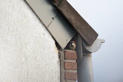 House sparrow (Passer domesticus) at the house