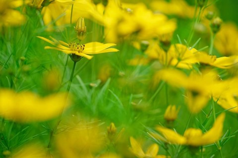 Tick seed (Coreopsis verticillata)