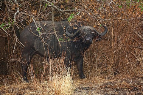 Old Cape buffalo (Syncerus caffer) bull hiding in bushes