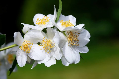 Sweet Mock orange (Philadelphus coronarius)