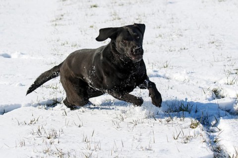 Black Labrador Retriever