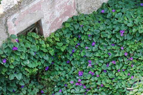 Purple Morning Glory (Ipomoea purpurea) overgrows old woods