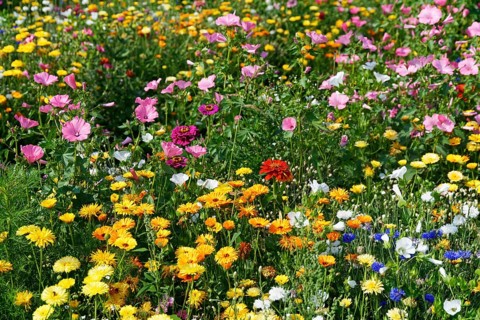 Flower meadow with annual mallow (Malva trimestris)