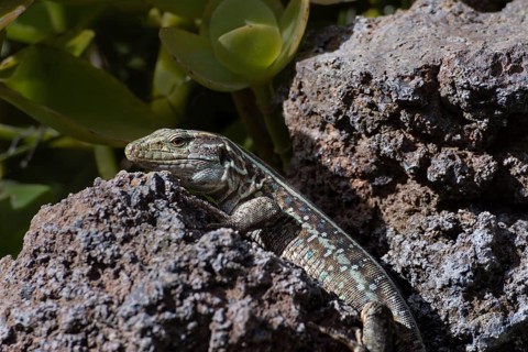 Female Gallotia galloti (Gallotia galloti palmae) El Paso