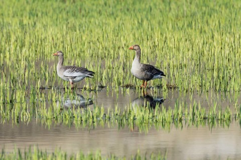 Greylag geese (Anser anser)