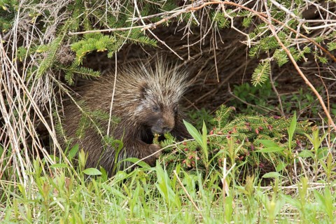 North American porcupine (Erethizon dorsatum)