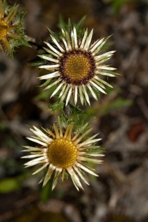 Carline thistle (Carlina vulgaris)