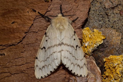 Gypsy moth (Lymantria dispar)