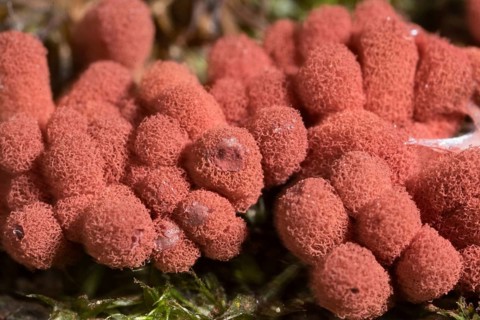 Carnival candy slime mold (Arcyria denudata)