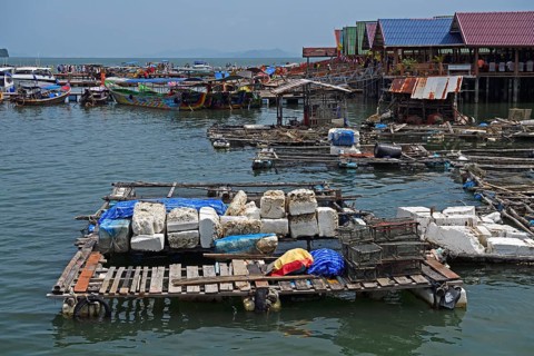 Caging facilities for live fish
