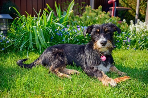 Mixed dog in the garden