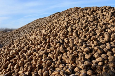 Sugar beet pile