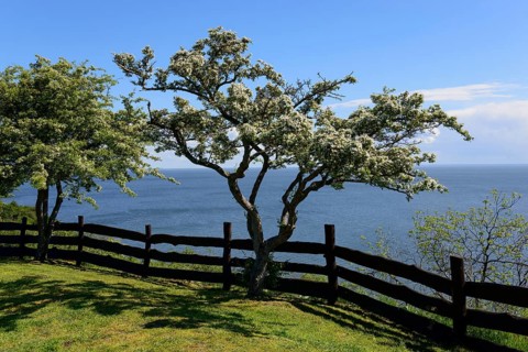 Tree on cliff
