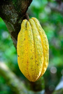Cocoa
