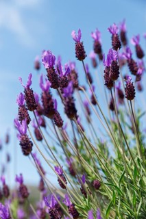 French lavender (Lavandula stoechas)