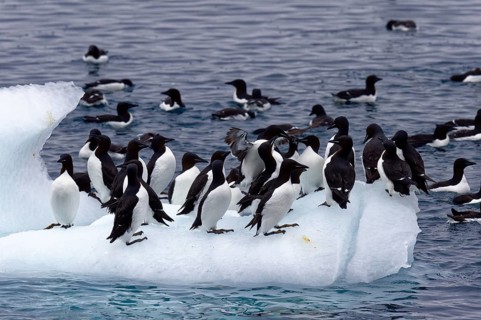Thick-billed murre (Uria lomvia) or Brunnich's Guillemot on an iceberg