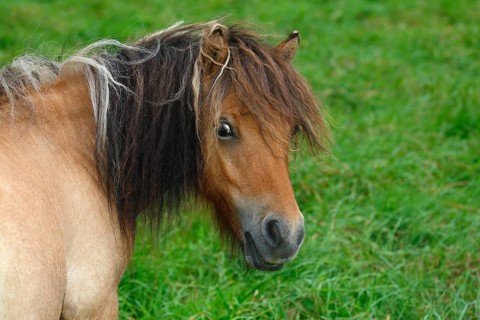 Mini Shetland Pony