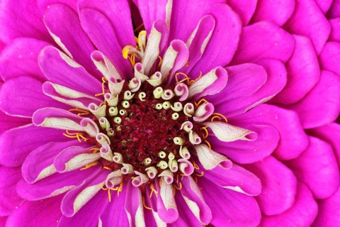 Elegant zinnia (Zinnia elegans)