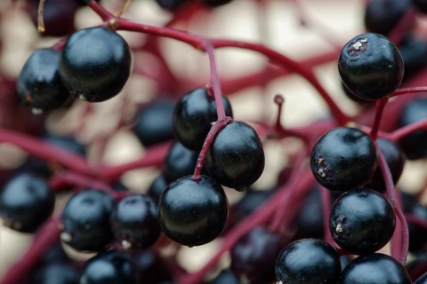 Berries of the black elder (Sambucus nigra)