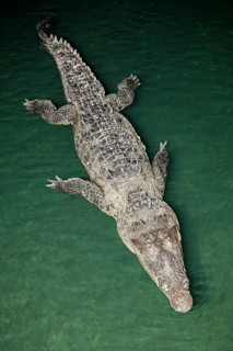 American crocodile (Crocodylus acutus) in the water from above