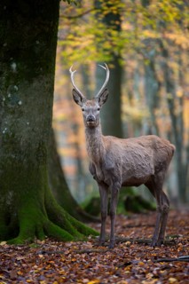 Red deer (Cervus elaphus)