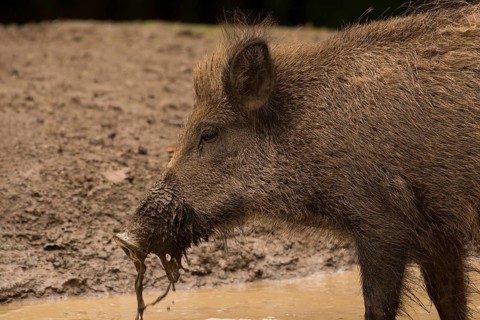 Wild Boar (Sus scrofa)