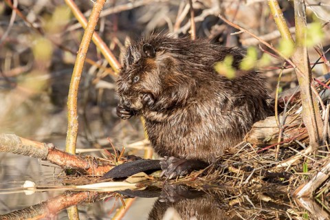 Canadian beaver