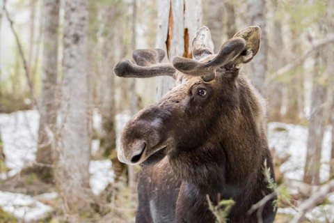 Moose bull in the forest in spring