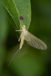 Yellow mayfly (Potamanthus luteus)