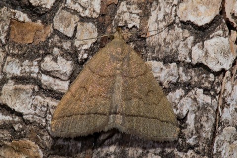 Fanfoot (Zanclognatha tarsipennalis)