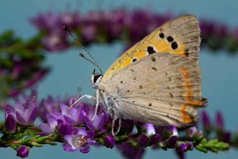Small copper (Lycaena phlaeas)