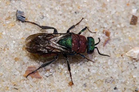 Hedychrum nobile