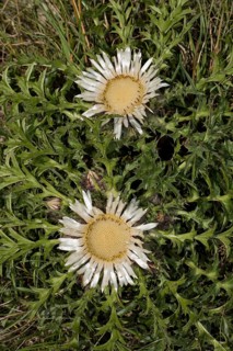 Silver thistle (Carlina acaulis)